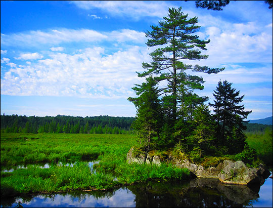 Adirondack Wetlands:  Heron Marsh from the Barnum Brook Trail overlook (21 July 2012)