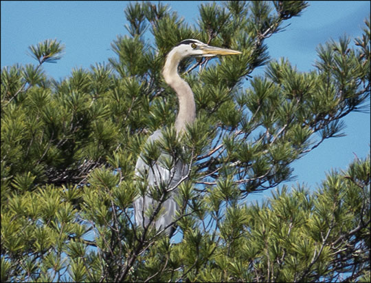 Birds of the Adirondacks:  Great Blue Heron near the Barnum Brook overlook (7 May 2013)
