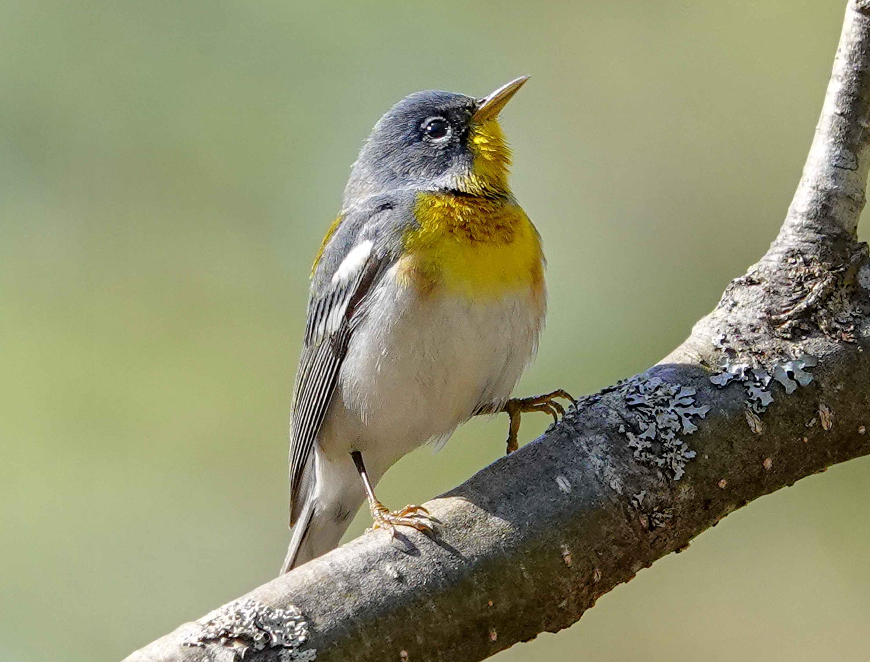 Birds of the Adirondacks:  Northern Parula on the Black Pond Trail  (18  May 2018)