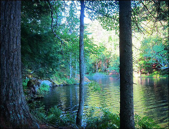 Adirondack Habitats: Mixed Forest along Black Pond (20 July 2012)