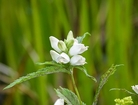 Adirondack Wildflowers:  White Turtlehead on the Black Pond Trail (31 August 2019)