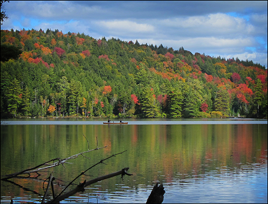 Adirondack Trees:  Fall Foliage from the Black Pond Trail (17 September 2012)