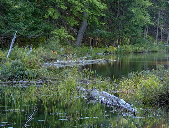 Adirondack Habitats: Wetland on the Black Pond Trail (24 September 2018)