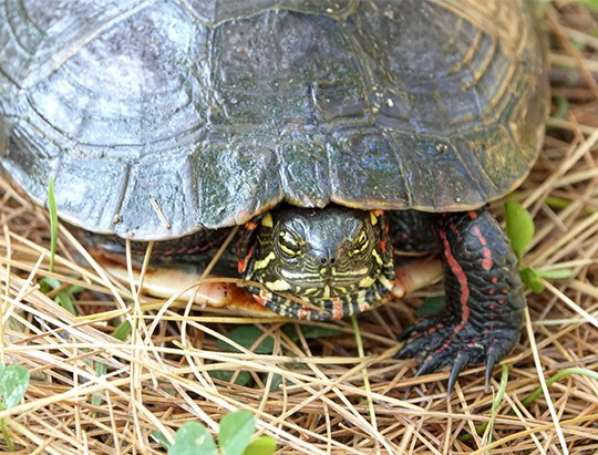 Reptiles of the Adirondacks:  Painted Turtle on the Black Pond Trail (23 July 2019)
