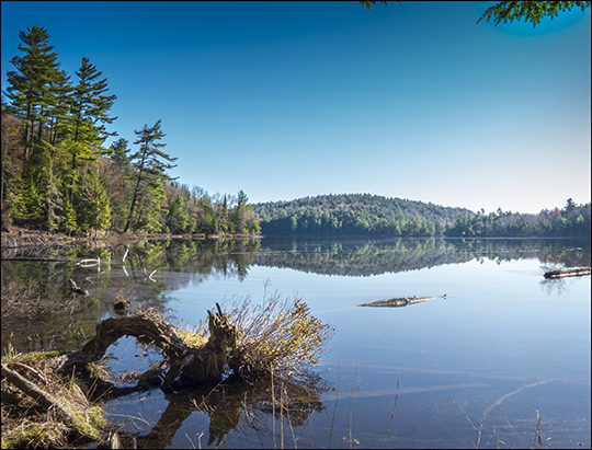 Adirondack Habitats:  View from the Black Pond Trail (4 May 2013)