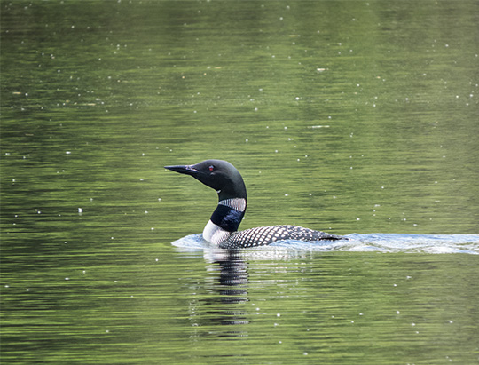 Birds of the Adirondacks:  Common Loon on the Black Pond Trail (26 May 2015)
