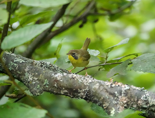 Birds of the Adirondacks: Common Yellowthroat on the Black Pond Trail (24 August 2019)