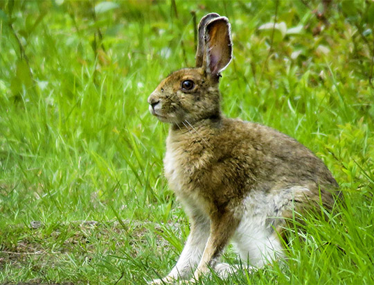 Adirondack Mammals: Snowshoe Hare on the Bloomingdale Bog Trail (3 June 2017)