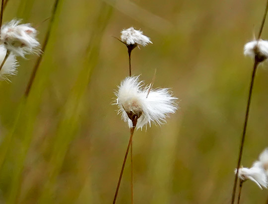 Wetland Wildflowers of the Adirondacks: Cottongrass on Bloomingdale Bog (14 September 2019)