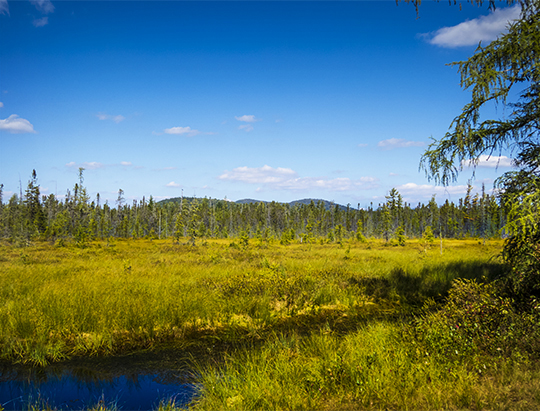 Adirondack Wetlands: Twobridge Brook on the Bloomingdale Bog Trail (18 September 2015)