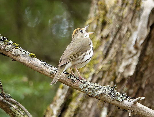 Adirondack Birds: Ovenbird on the Boreal Life Trail (19 May 2019)
