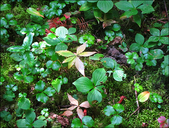 Adirondack Habitats: Starflower, Bunchberry, and Goldthread (1 September 2012)
