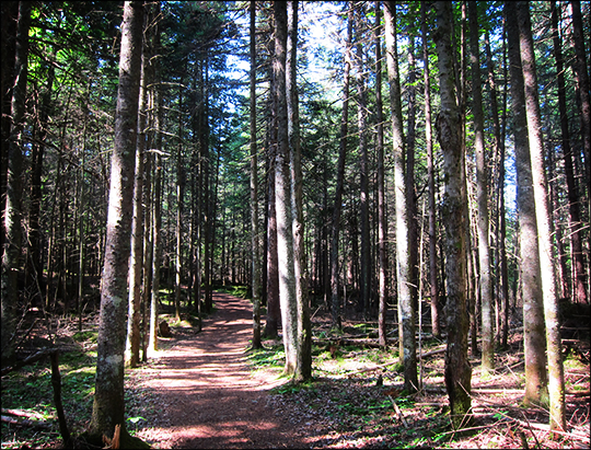 Adirondack Habitats: Conifer forest on the Boreal Life Trail (7 July 2012)