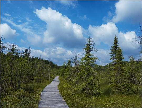 Adirondack Wetlands:  Boardwalk through Barnum Bog (18 July 2013)
