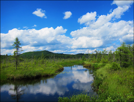 Adirondack Wetlands: Barnum Brook and Barnum Bog (10 July 2012)