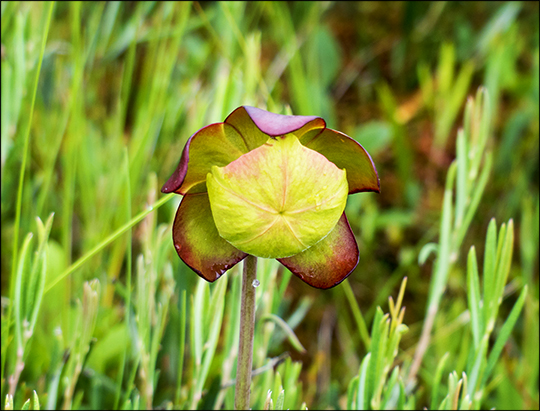 Adirondack Wildflowers: Pitcher Plant on Barnum Bog (29 July 2013)