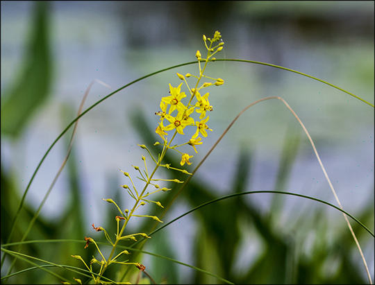 Adirondack Wildflowers: Swamp Candles on Barnum Bog (18 July 2013)