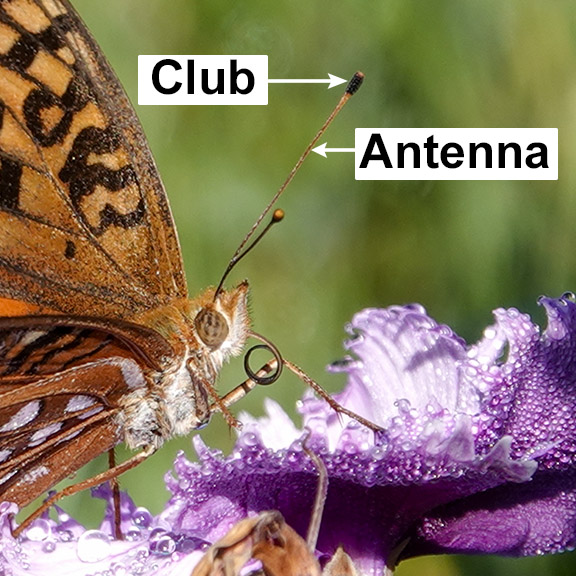 Butterfly-Antenna and Club