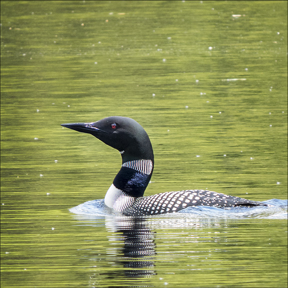 Common Loon on Black Pond at the Paul Smiths VIC (26 May 2015)