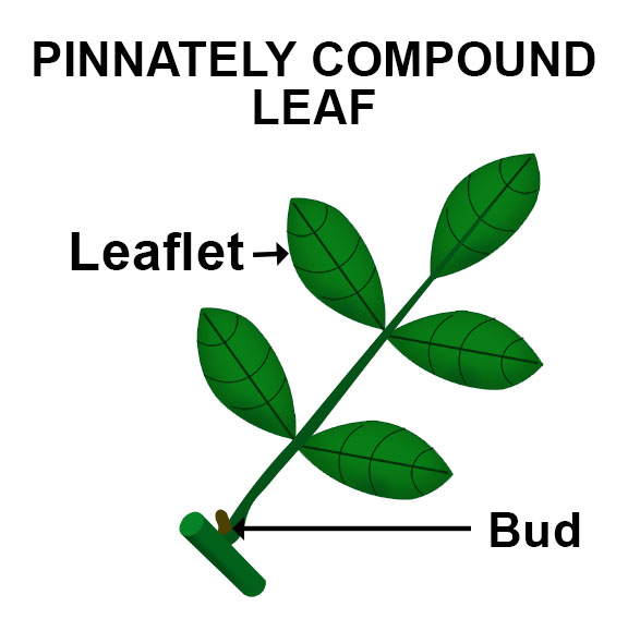 Pinnately compound leaf