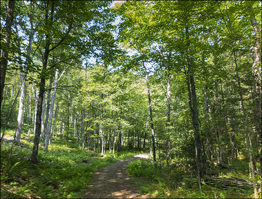 Adirondack Habitats: Deciduous forest on the Easy Street Trail (19 August 2013)