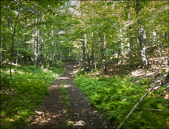 Adirondack Habitats: Ferns in deciduous forest on the Easy Street Trail (19 August 2013)