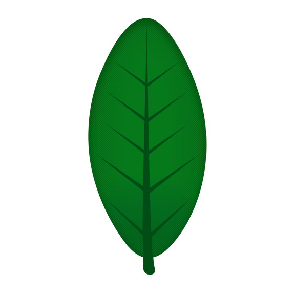 eliptyczny kształt liścia 