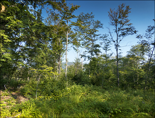 Logged area on the Esker Trail (21 August 2013)