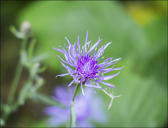Adirondack Wildflowers: Spotted Knapweed on the Esker Trail (21 August 2013)