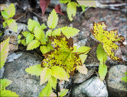 Maple leaves on the Esker Trail (21 August 2013)