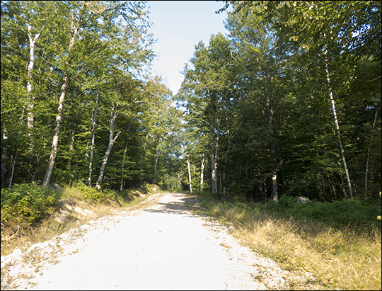 Gravel logging road leading to Log Landing (21 August 2013)