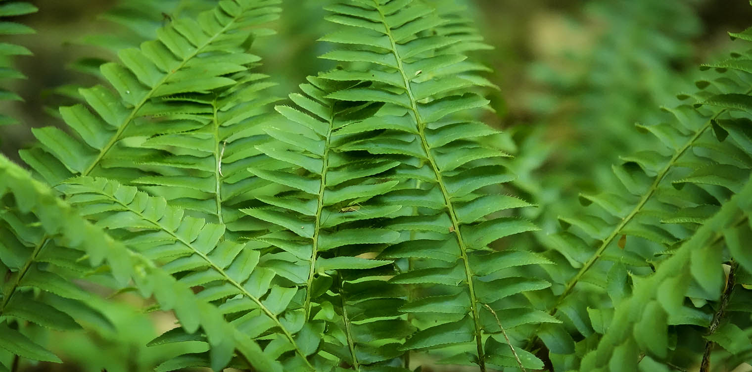 The fern lover's companion; a guide for the Northeastern States