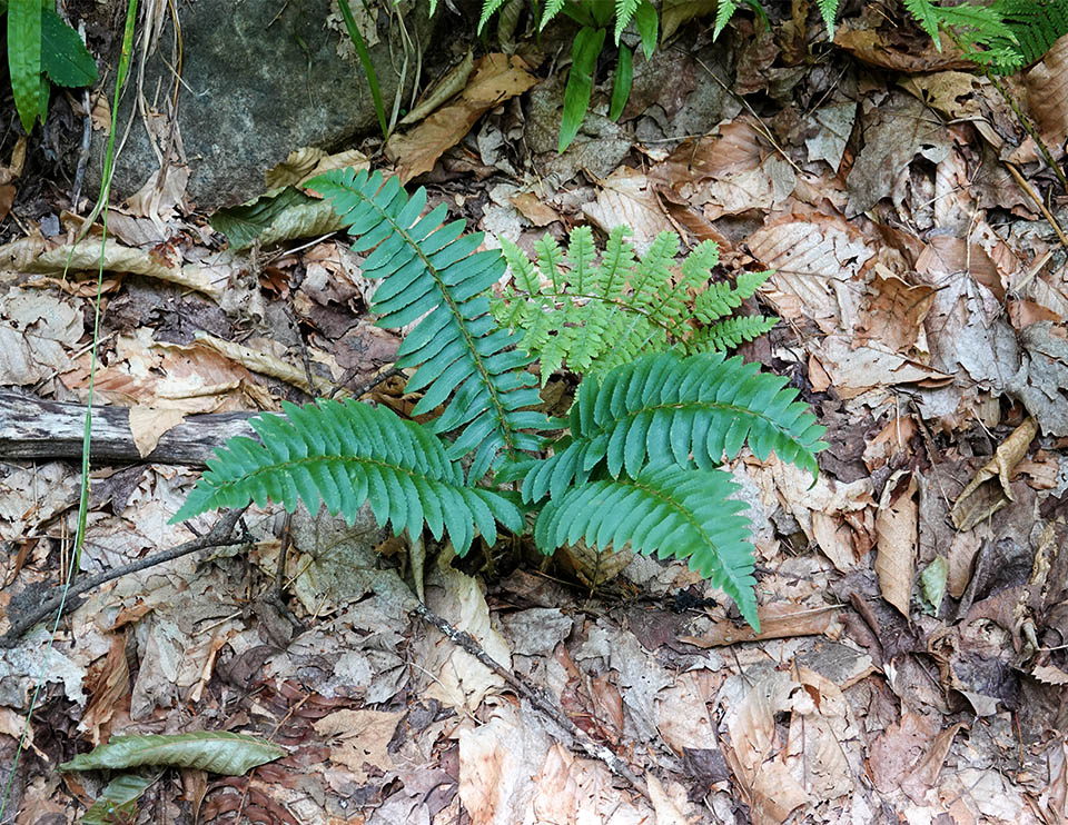 Christmas fern deals