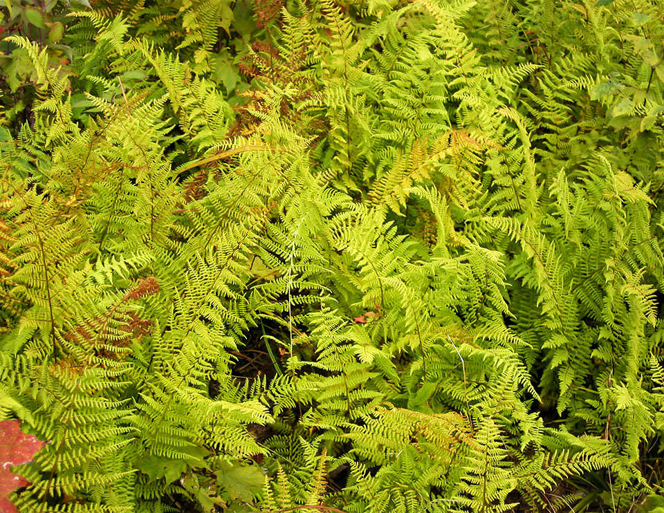 Ferns of the Adirondack Park: Hay-scented Ferns (Dennstaedtia punctilobula) on the Logger's Loop Trail at the Paul Smith's College VIC (20 September 2004).