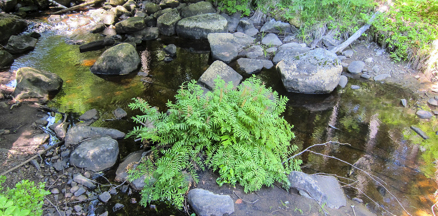 Adirondack Ferns Royal Fern Osmunda Regalis