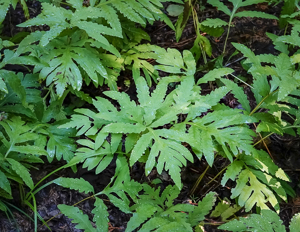 Ferns of the Adirondack Mountains: Sensitive Fern in the Fern Garden on the Heart Lake Trail (10 August 2018). 