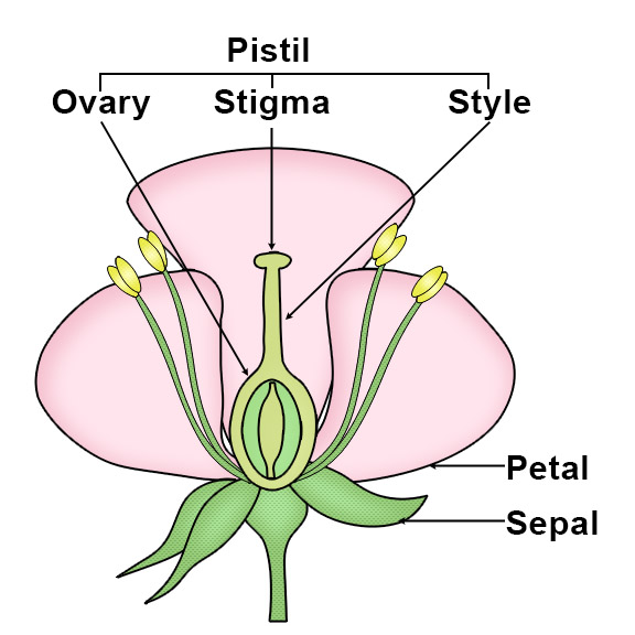 Flower Structure: Pistil