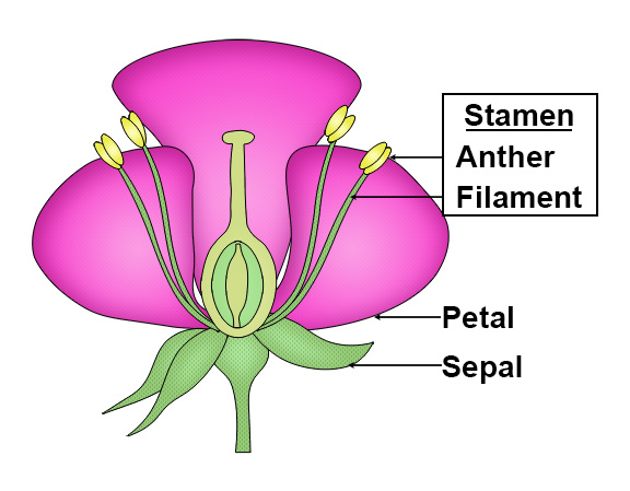 Flower Structure: Stamen, Petal, Sepal