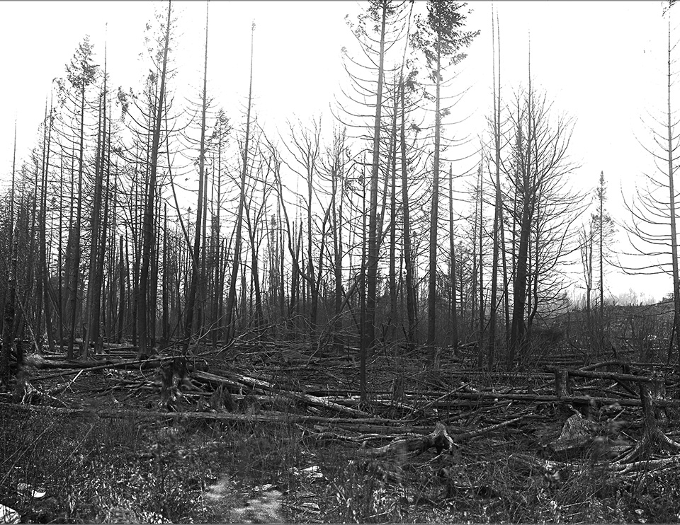 Adirondack Forest Fires: View of a forest in the aftermath of a fire on Saint Regis Mountain, 1908. New York State Archives, New York (State). Conservation Dept. 