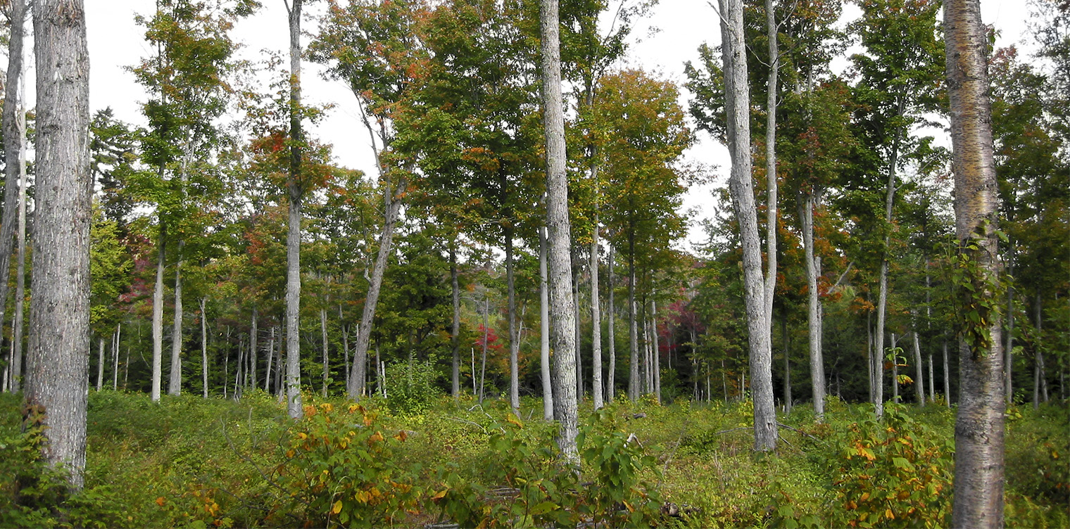 Ecological Succession in the Adirondacks: Forest recovery five years after logging on the Forest Ecosystem Research and Demonstration Area (FERDA) at the Paul Smiths VIC (20 September 2004).