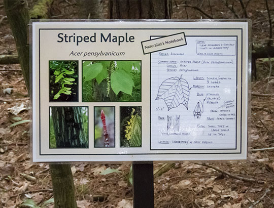 Adirondack Trees: Interpretive Sign on the ADK Tree Trail at Heart Lake (28 June 2017)