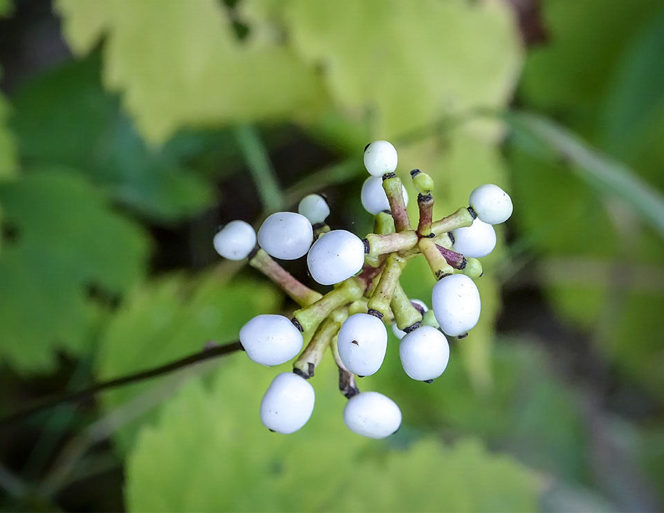 Adirondack Wildflowers: White Baneberry on the Big Field Loop (8 September 2018)