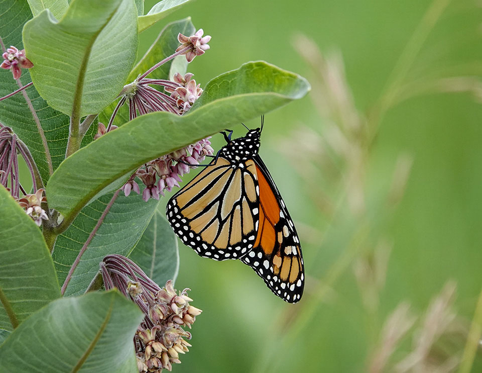 Adirondack Butterflies: Monarch on the Big Field (8 August 2018)