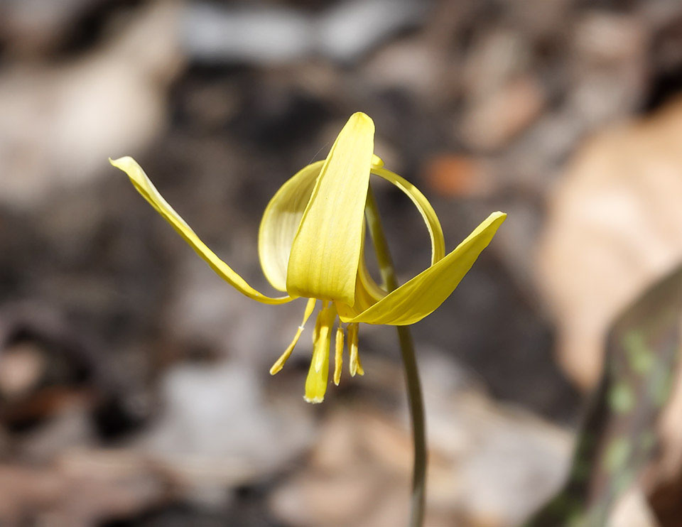 Adirondack Wildflowers: Trout Lily on the Old Orchard connector (14 May 2018)