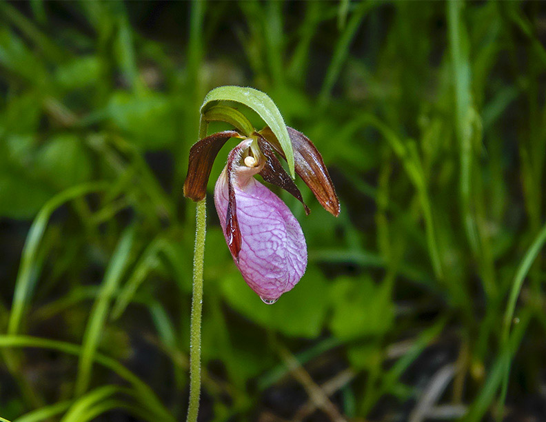 Adirondack Wildflowers: Pink Lady’s Slipper on the Heaven Hill Trails (15 June 2018)
