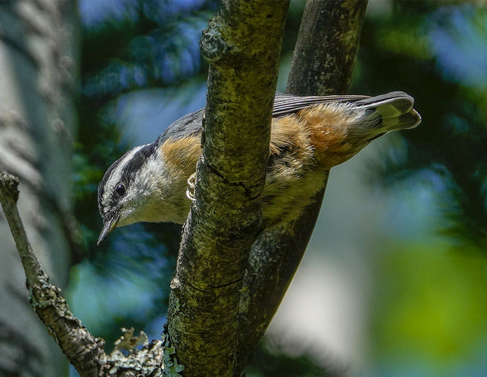 Adirondack Birds: Red-breasted Nuthatch on the Old Orchard Loop (8 July 2018)