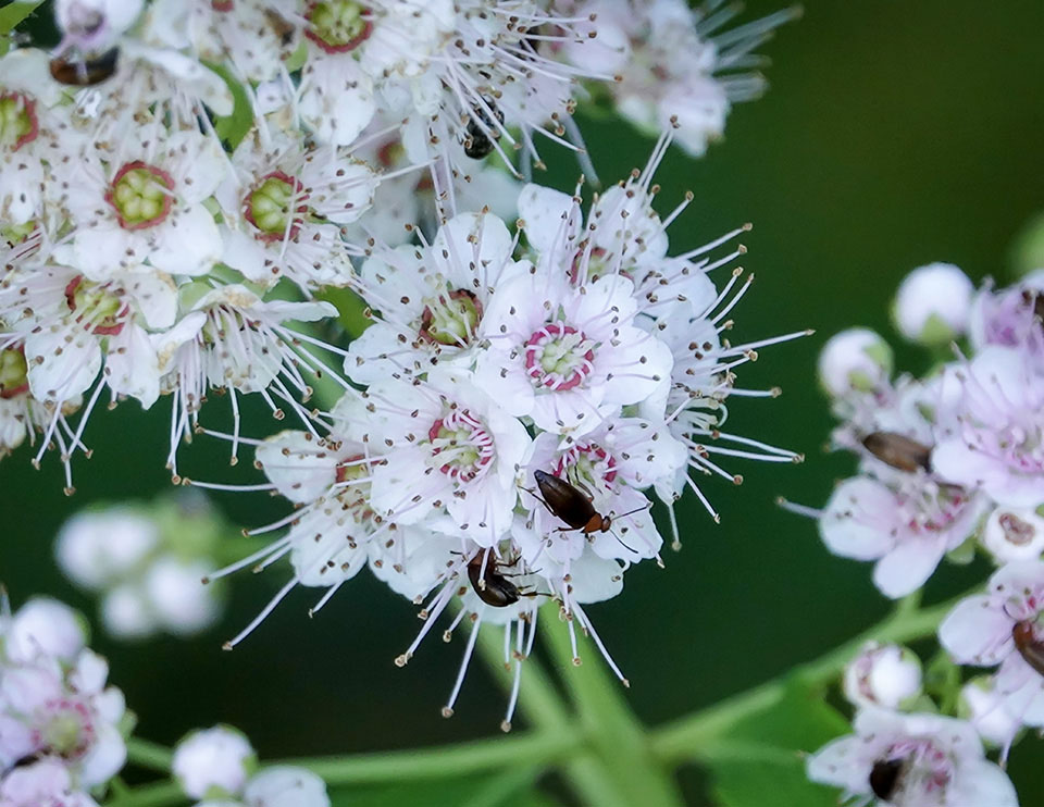 Adirondack Shrubs: White Meadowsweet on the Old Orchard Loop (4 July 2018)