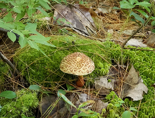Adirondack Mushrooms: Suillus pictus on the Heron Marsh Trail (23 July 2019)