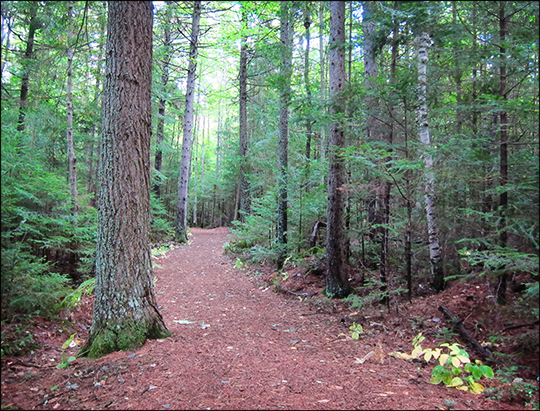 Adirondack Habitats:  Mixed forest along the Heron Marsh Trail (19 September 2012)