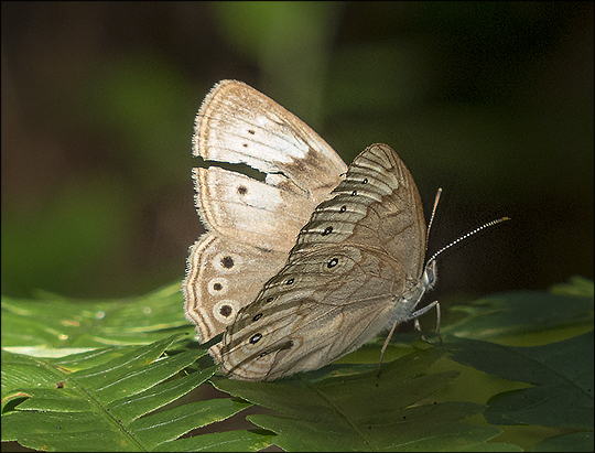 Butterflies of the Adirondacks: Eyed Brown on the Heron Marsh Trail (15 July 2013)